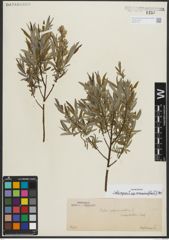 Foto von Salix repens subsp. rosmarinifolia (L.) Andersson
